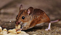 24 Hour & Emergency Exterminators in Scipio, OK